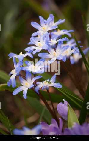 Chionodoxa luciliae, Gloria-della-Neve, blu. Foto Stock