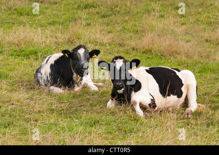 Due mucche che stabilisce in un campo. Foto Stock