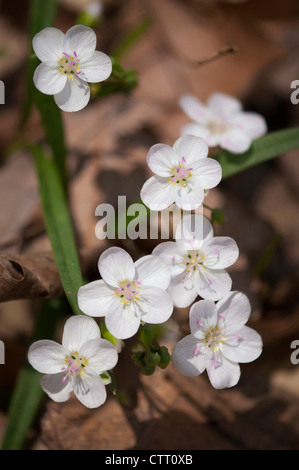 Claytonia virginica, Primavera di bellezza, bianco. Foto Stock