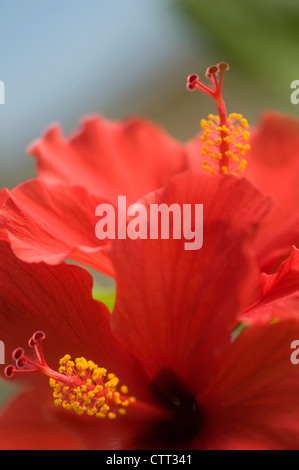 Hibiscus rosa-sinensis, Hibiscus, rosso. Foto Stock