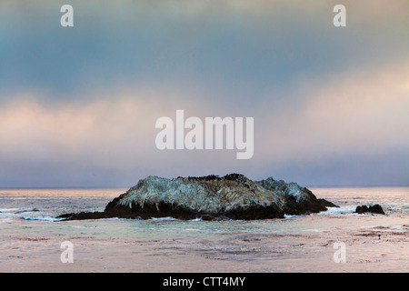 Una colonia di uccelli off 17 Mile Drive su Pacific Grove, Monterey, California Foto Stock