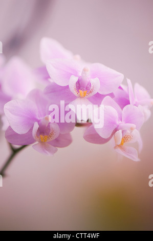 Phalaenopsis cultivar, orchidea, Moth orchid, Rosa. Foto Stock