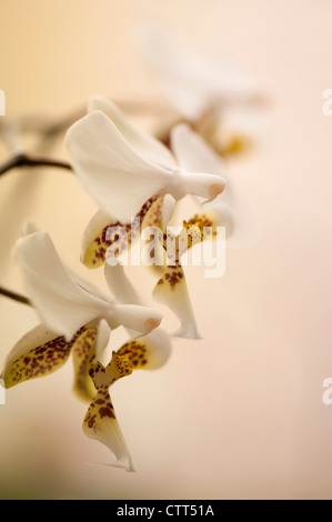 Cultivar di orchidee, orchidea, bianco. Foto Stock