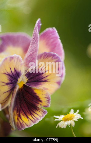 Viola x wittrockiana cultivar, Pansy, viola, verde. Foto Stock