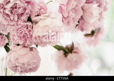 Paeonia lactiflora, peonia, rosa fiori disposti in un vaso. Foto Stock