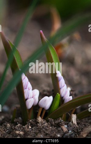 Scilla bifolia 'Rosea', Squill, Rosy squill, bianco. Foto Stock