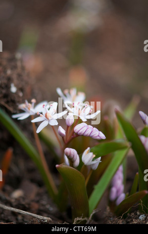 Scilla bifolia 'Rosea', Squill, Rosy squill, bianco. Foto Stock