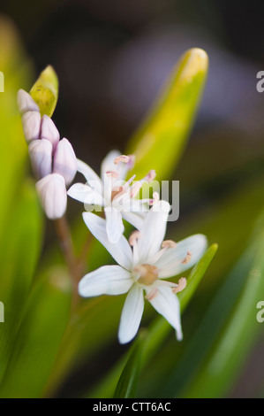 Scilla bifolia 'Rosea', Squill, Rosy squill, bianco. Foto Stock