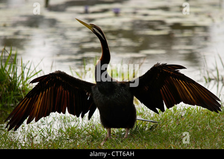 Darter o cormorano Foto Stock