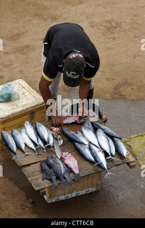 Pescatore di vendita del pesce nel mercato, Hambantota, Sri Lanka Foto Stock