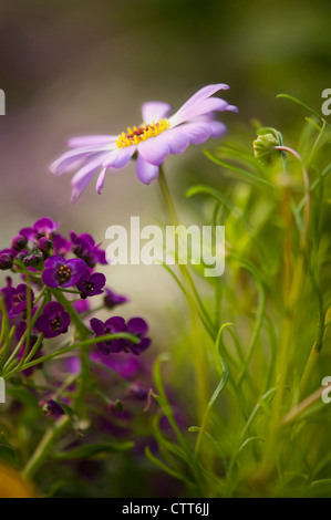 Lobularia maritima 'Royal' di tappeti, Alyssum, Viola. Foto Stock