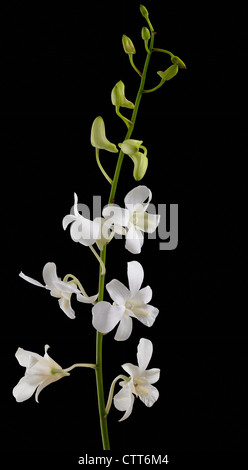 Dendrobium "Vivere i sogni bianco", orchidea, bianco, nero. Foto Stock