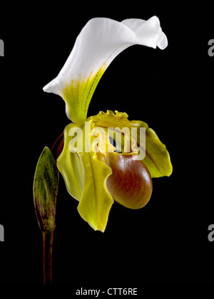 Paphiopedilum leeanum, orchidea, pantofola orchid, giallo, nero. Foto Stock
