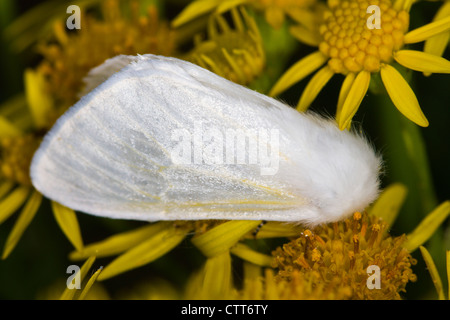 White Satin Moth (Leucoma salicis) sul comune fiori erba tossica Foto Stock