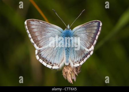 Chalkhill maschio blu (Polyommatus coridon) farfalla appoggiato su un'erba seme head Foto Stock