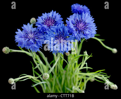 Centaurea cyanus, Fiordaliso, Blu, Nero. Foto Stock