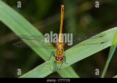 Ruddy femmina Darter (Sympetrum sanguineum) arroccato su un reed Foto Stock