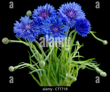 Centaurea cyanus, Fiordaliso, Blu, Nero. Foto Stock