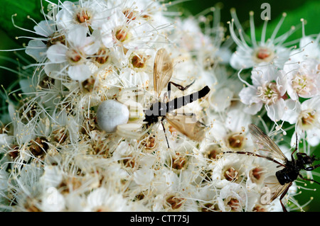 Un perfettamente mimetizzati white spider catturati a volare in un cluster di cacciatori di fiori di tè. Parco Nazionale di Denali, Alaska, Stati Uniti d'America. Foto Stock