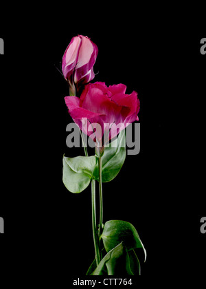 Eustoma cultivar, lisianthus, rosa, nero. Foto Stock