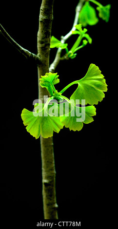 Il Ginkgo biloba, Maidenhair tree, foglia verde, sfondo nero. Foto Stock