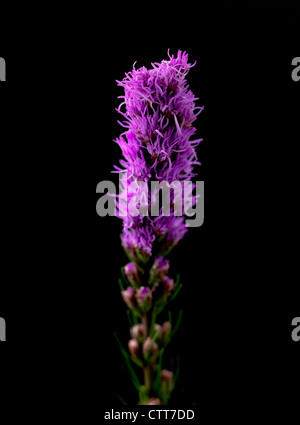 Liatris spicata, Gayfeather, viola, nero. Foto Stock