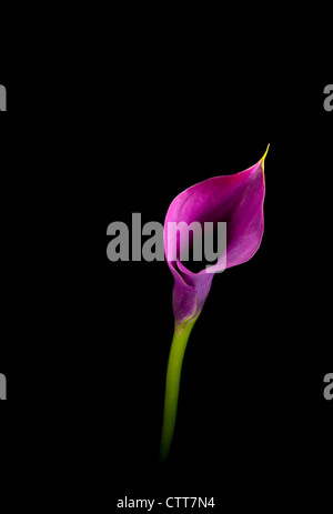 Zantedeschia 'Captain Prado, il Giglio Arum lily, Calla Lily, viola, nero. Foto Stock