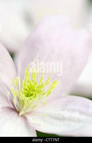 La clematide cultivar, Clematis, bianco. Foto Stock