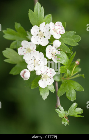 Cultivar di Crataegus, Biancospino, Bianco. Foto Stock