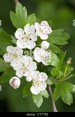 Cultivar di Crataegus, Biancospino, Bianco. Foto Stock