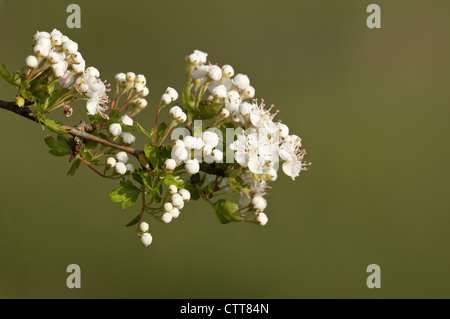 Cultivar di Crataegus, Biancospino, Bianco, verde. Foto Stock