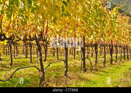 Vigneto in autunno Foto Stock