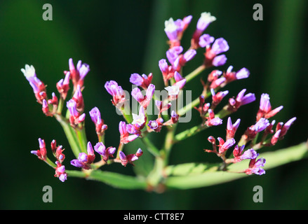 Limonium / perenne Statice blu (Limonium perezii) piante in fiore. Noto anche come Perez nel mare della lavanda. Foto Stock