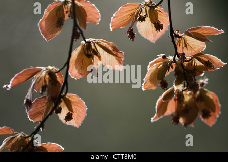 Fagus sylvatica purpurea, rame, faggio rosso. Foto Stock