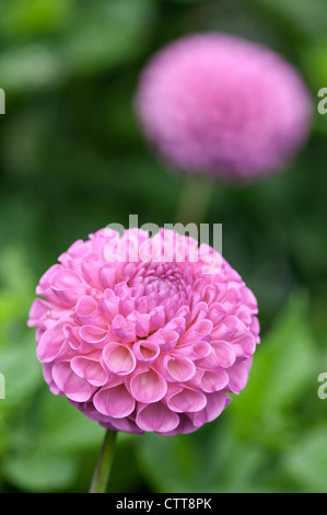 Dahlia cultivar, Dalia, Rosa. Foto Stock