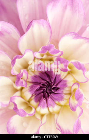 Dahlia cultivar, Dalia, Viola. Foto Stock