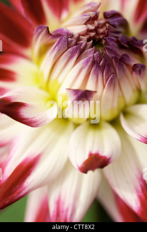 Dahlia cultivar, Dalia, colori misti. Foto Stock