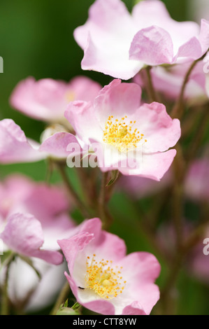 Rosa "ballerina", rosa, rosa. Foto Stock