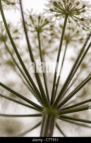 Heracleum sphondylium, Hogweed, bianco. Foto Stock