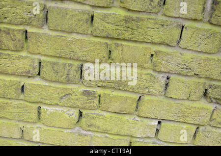 Luce verde lichene coperto un muro di mattoni Foto Stock