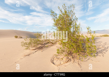 Larrea purshia, creosoto bush, verde. Foto Stock