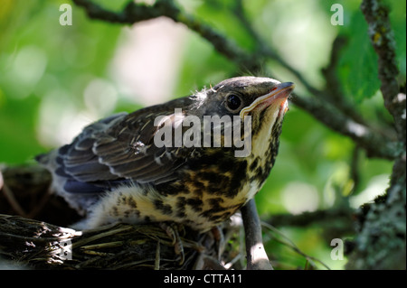 Un bambino mistle tordo (Turdus viscivorus) nel nido su albero di mele Foto Stock