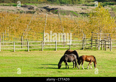 Tre cavalli sani di pascolare su erba verde nel paddock con vigneti in background Foto Stock