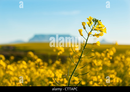 Un unico fiore caonla rsing sopra il campo con la Montagna della Tavola nel lontano sfondo, Sud Africa Foto Stock