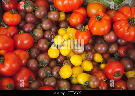 Lycopersicon esculentum cultivar, pomodoro rosso. Foto Stock