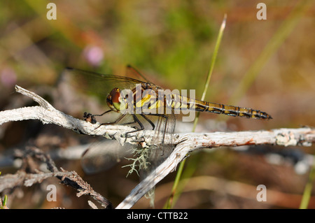 Femmina nera Darter Dragonfly appoggiata Foto Stock