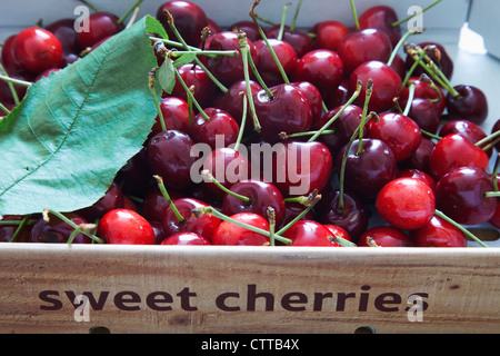 Prunus cultivar, ciliegia, rosso. Foto Stock