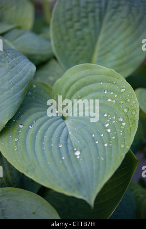 Hosta cultivar, Hosta, verde. Foto Stock