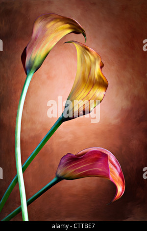 Zantedeschia aethiopica, dipinto Calla Lily fiore in frot della bachground rosso Foto Stock
