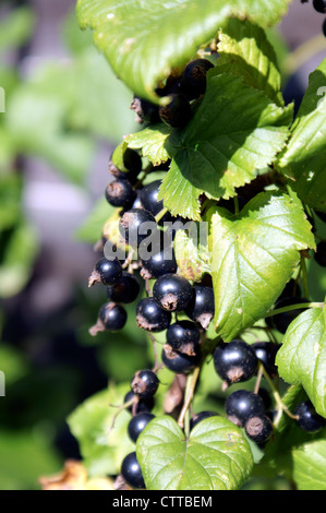 RIBES NERO Foto Stock